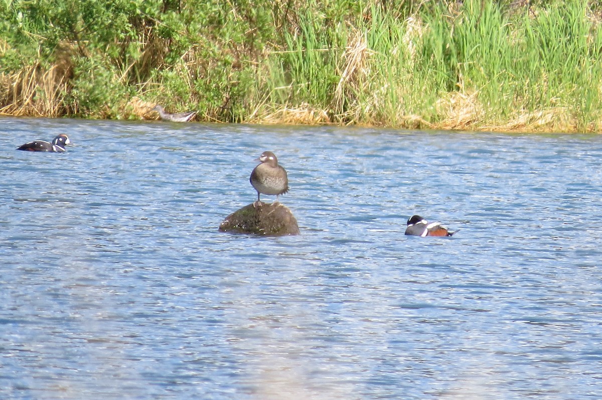 kačka strakatá - ML652885002