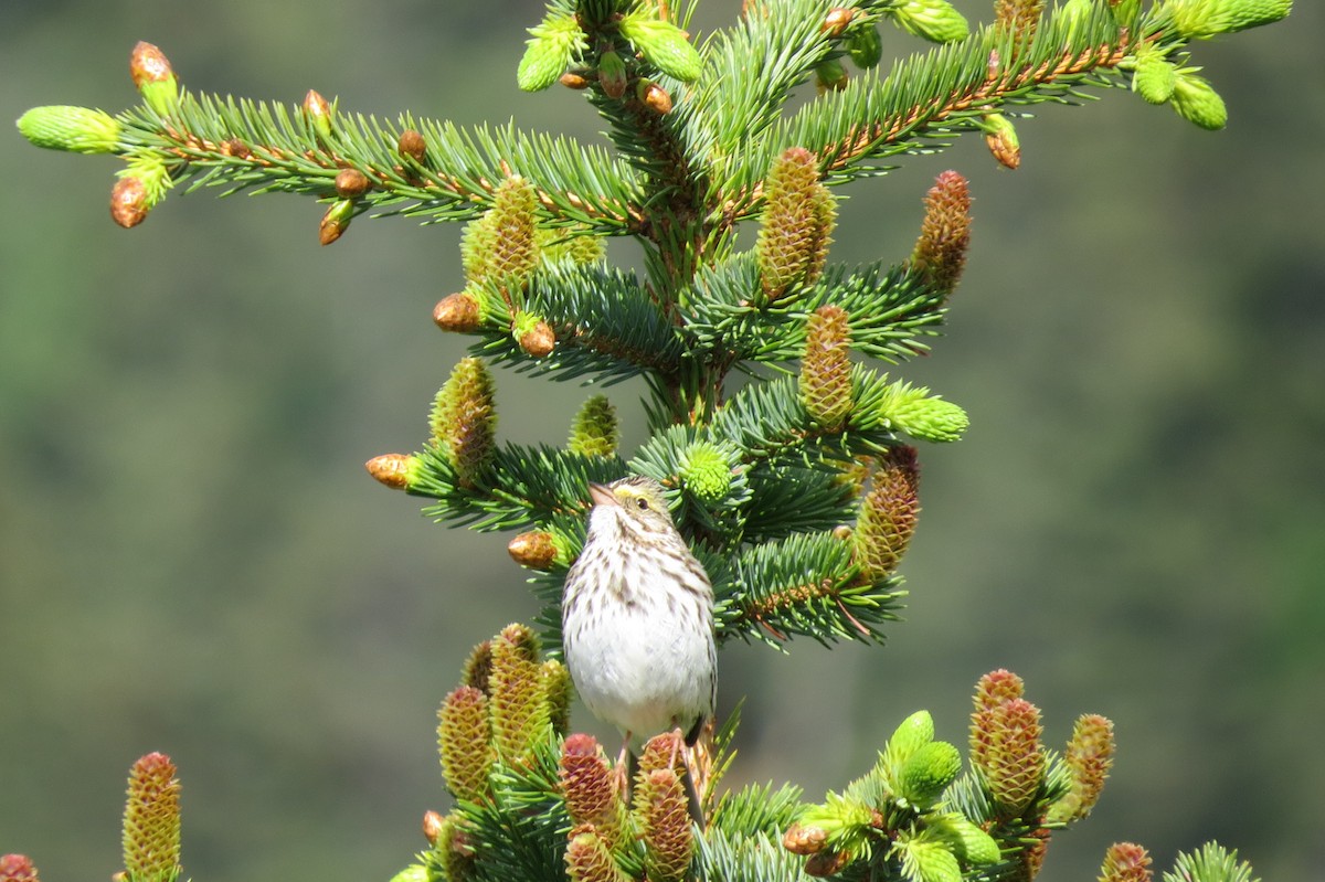 strnadec luční - ML652885012