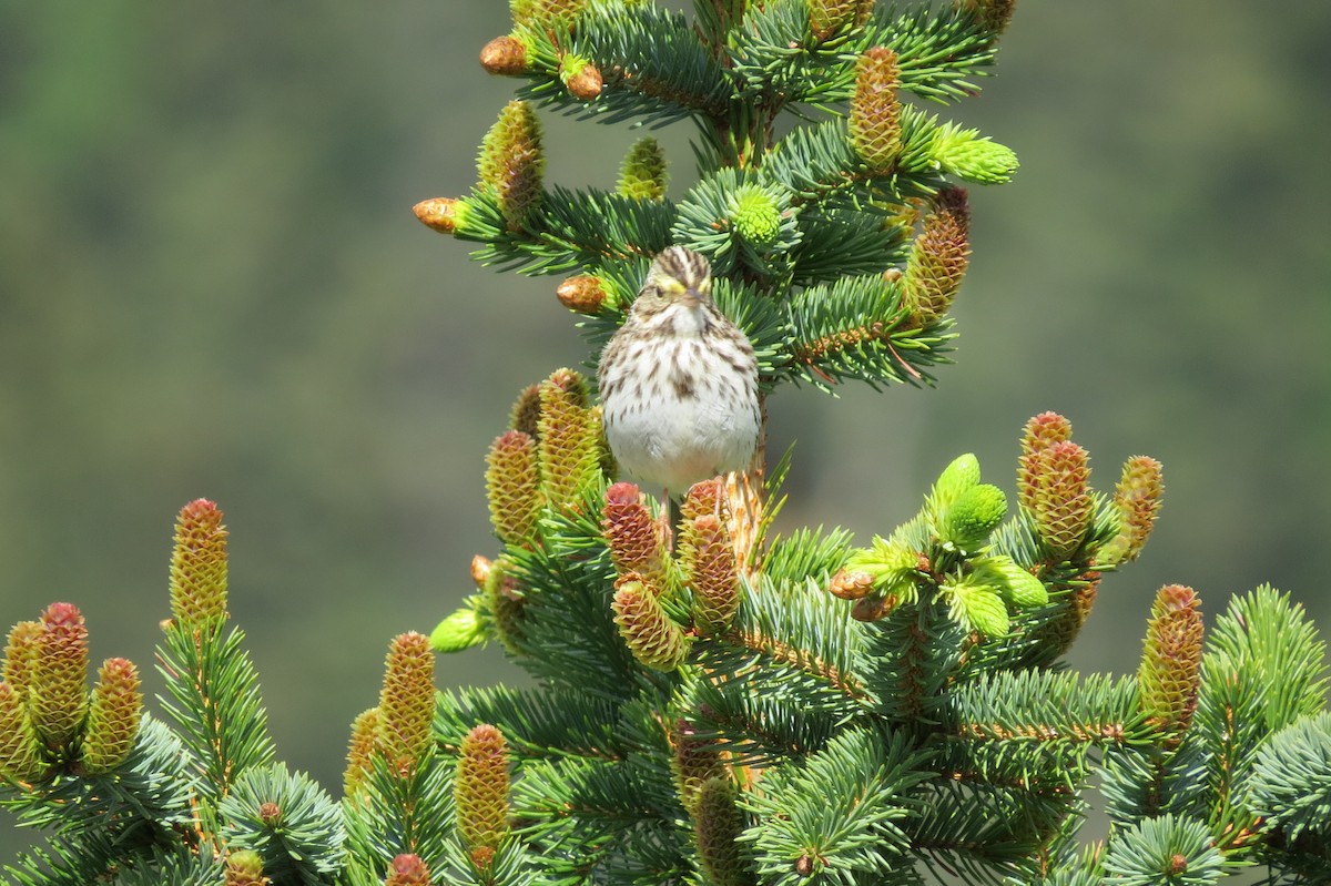 strnadec luční - ML652885031