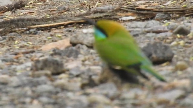 Asian Green Bee-eater - ML652885054