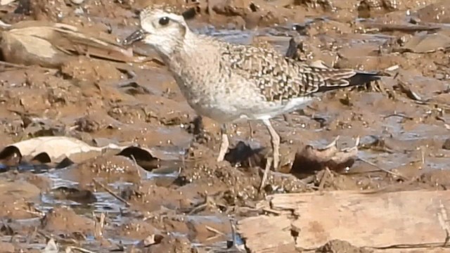 Piviere americano - ML652885250