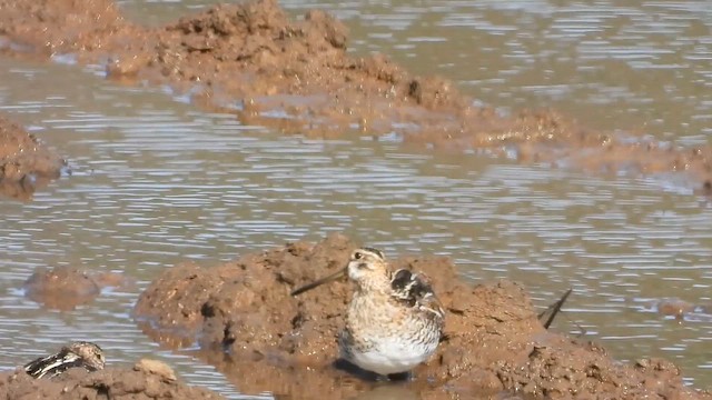Wilson's Snipe - ML652885393