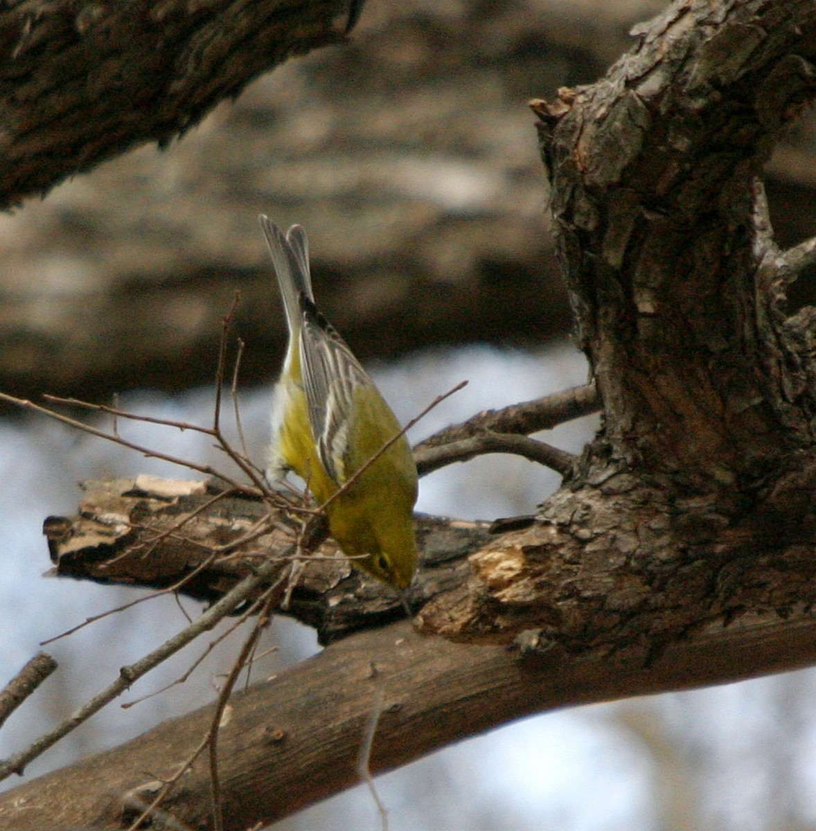 Pine Warbler - ML652885677