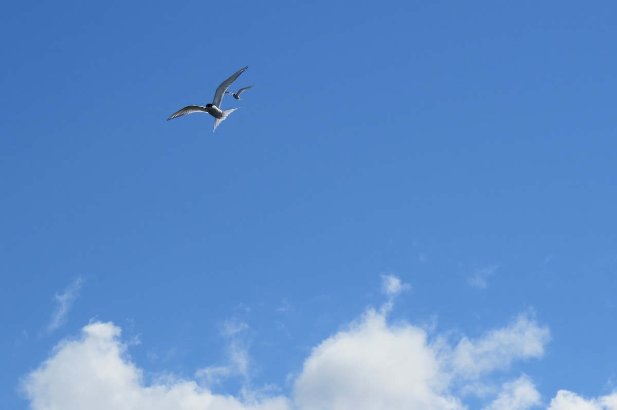 rybák dlouhoocasý - ML652885695