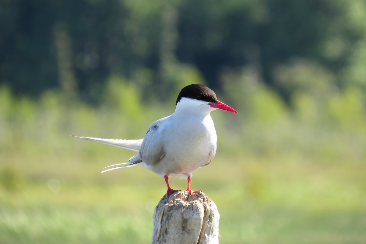 rybák dlouhoocasý - ML652885696