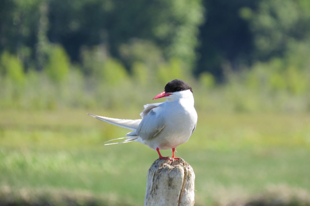 rybák dlouhoocasý - ML652885697