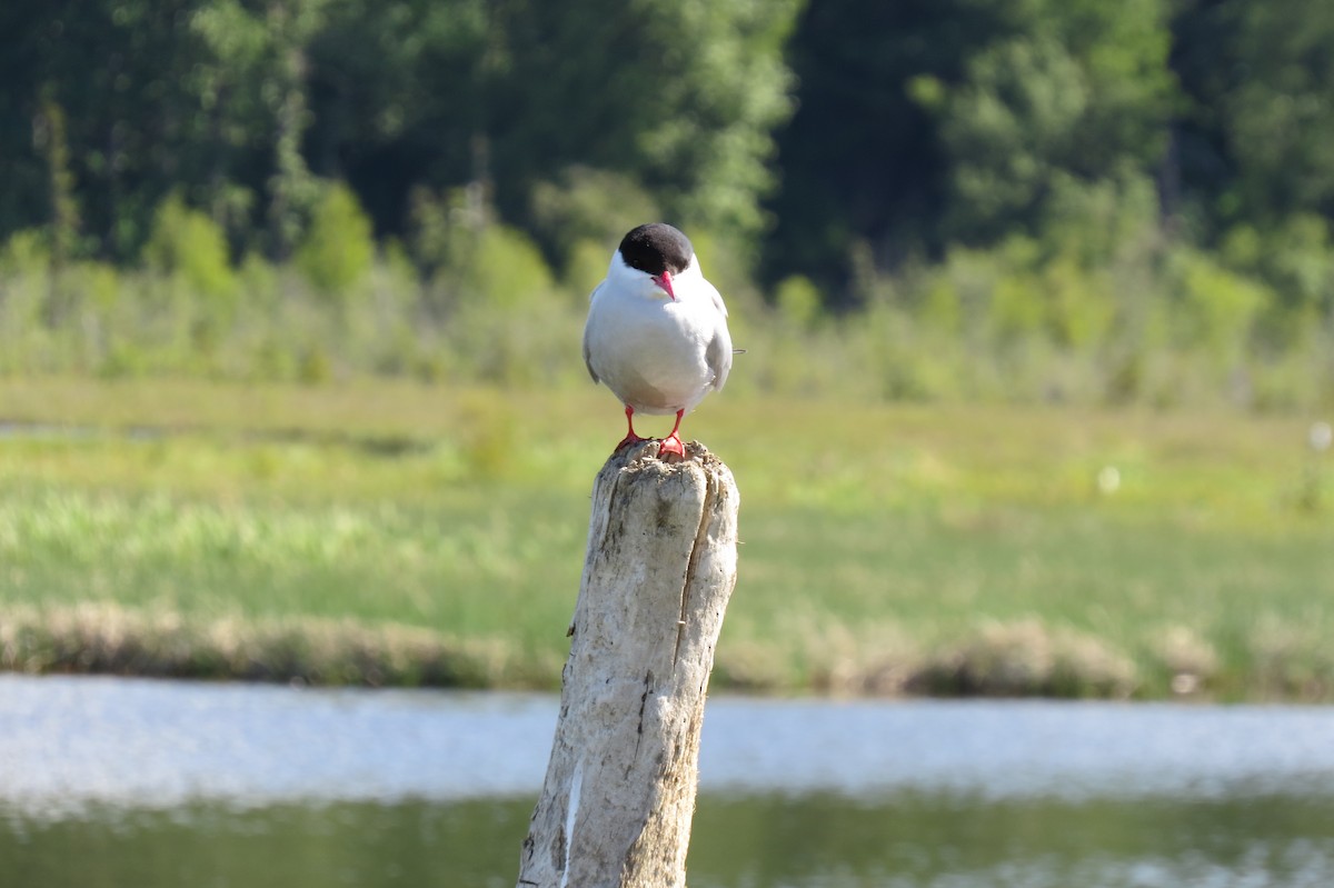 rybák dlouhoocasý - ML652885698