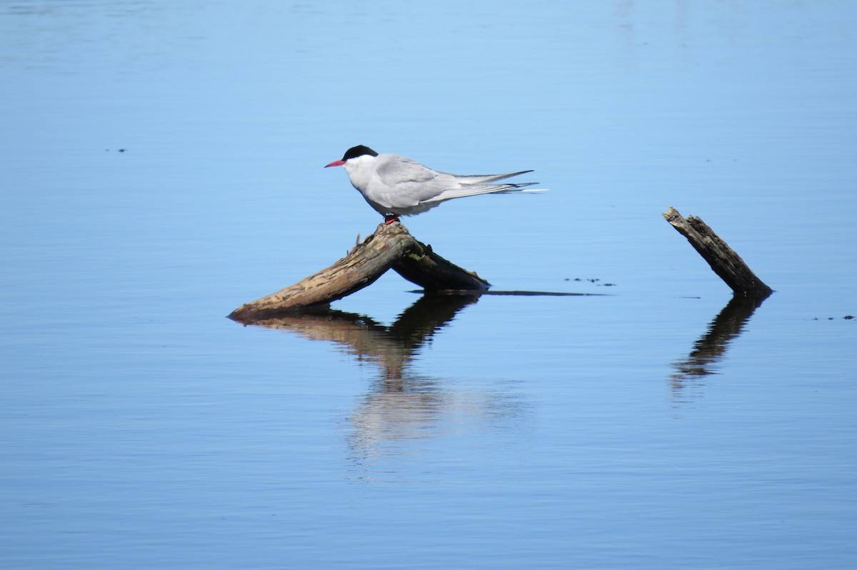 rybák dlouhoocasý - ML652885699