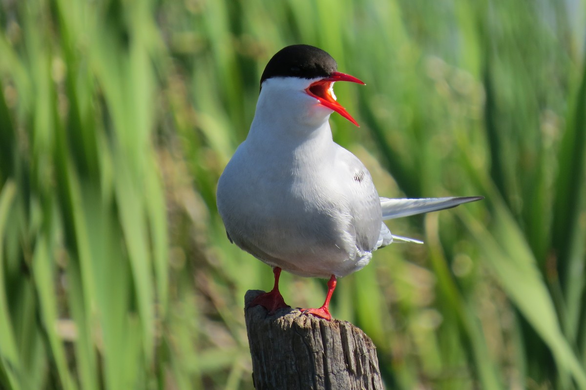 rybák dlouhoocasý - ML652885700