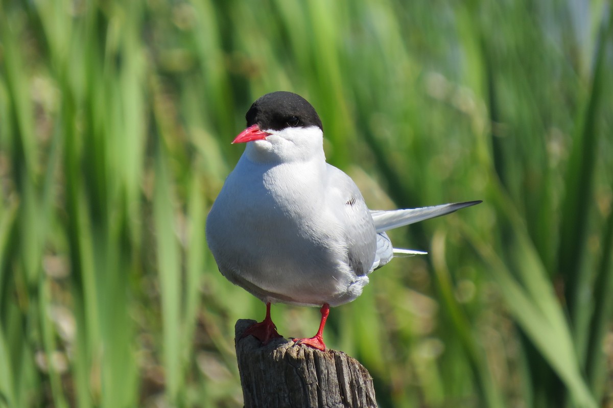 rybák dlouhoocasý - ML652885701