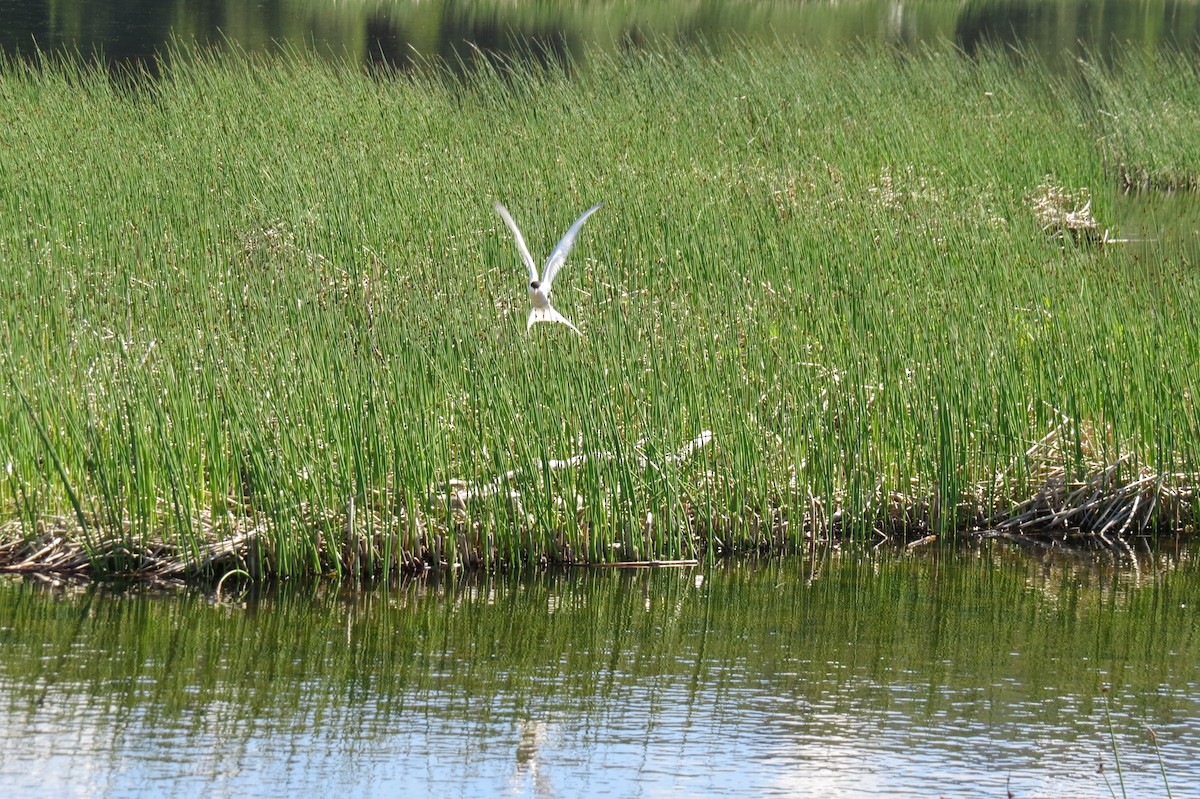 rybák dlouhoocasý - ML652885702