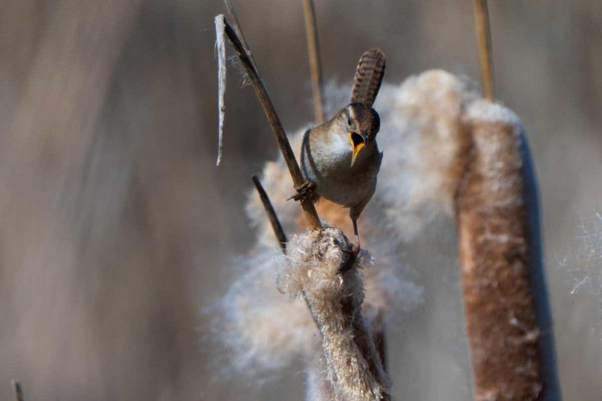 Bataklık Çıtkuşu - ML652885817