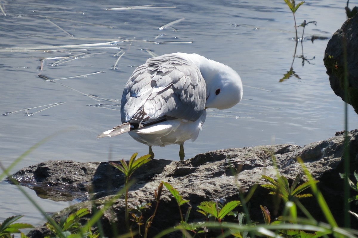 racek aljašský - ML652885865