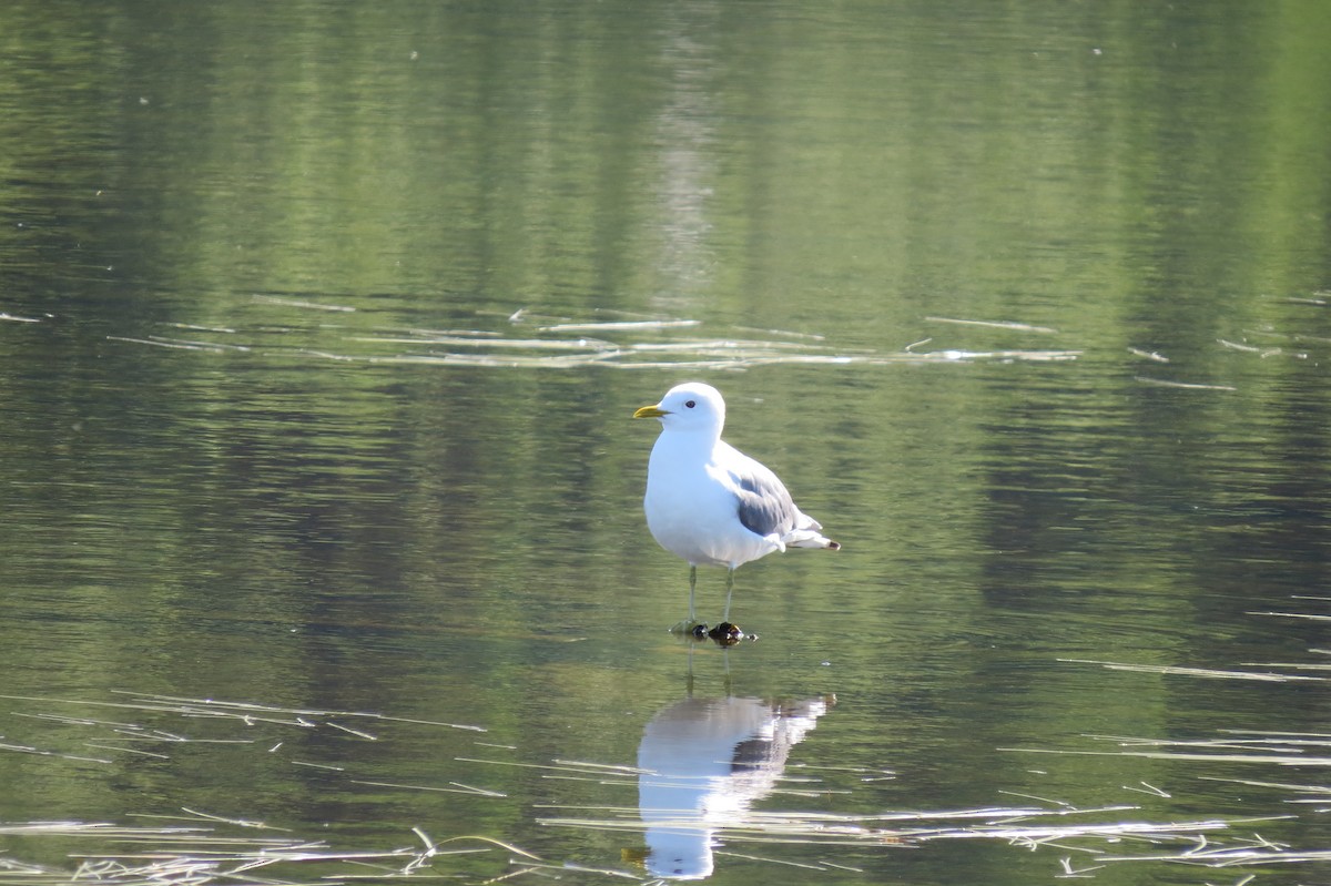 racek aljašský - ML652885866