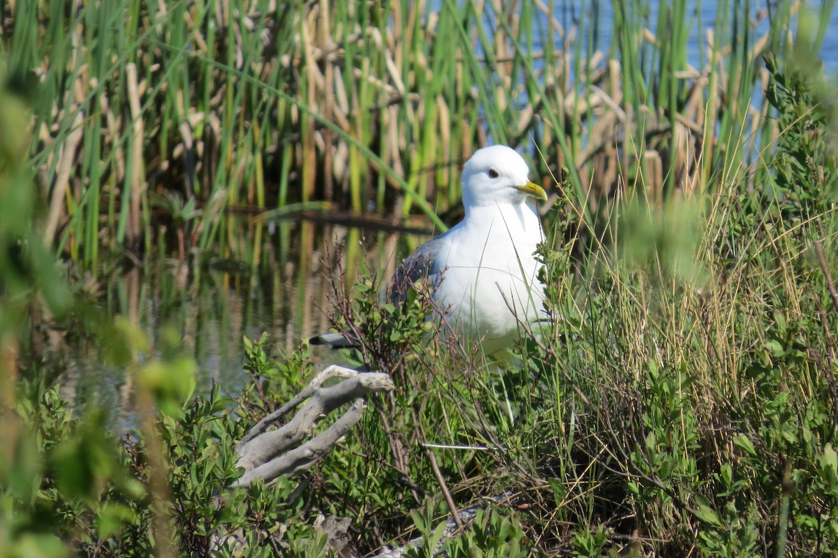 racek aljašský - ML652885867