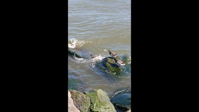 Oca colombaccio - ML652886240