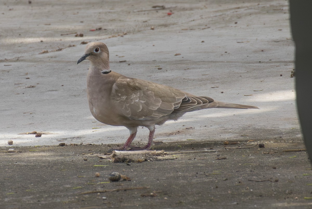 Eurasian Collared-Dove - ML652886484