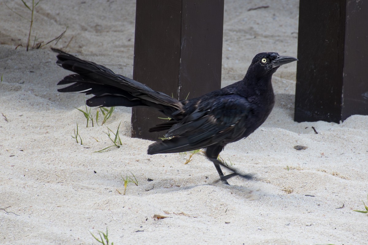 Great-tailed Grackle - ML652886505