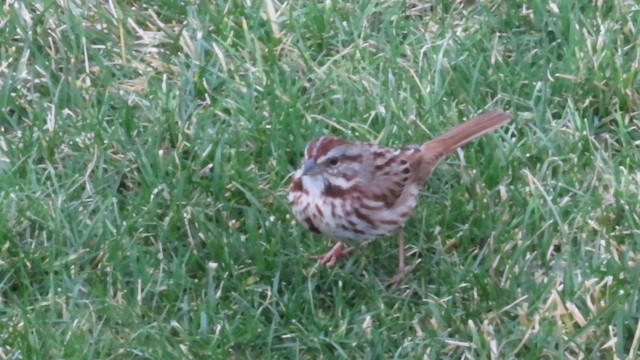 Chingolo Cantor (melodia/atlantica) - ML652886668