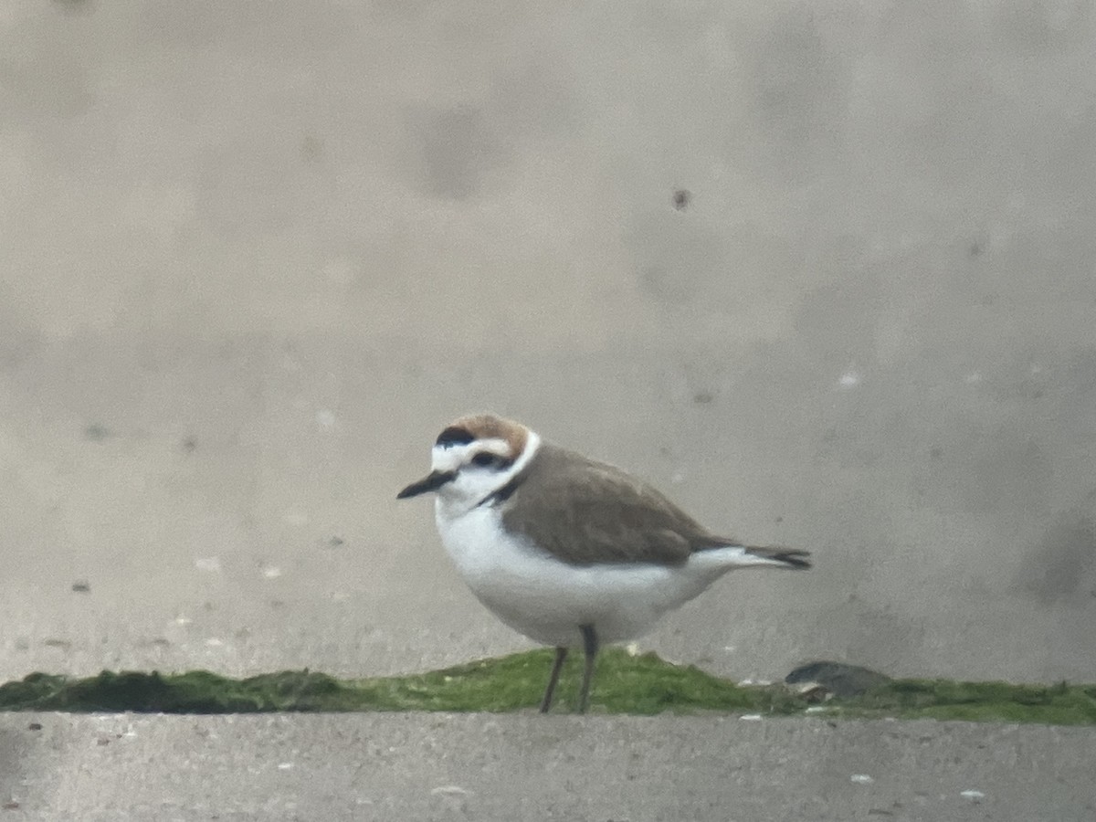 Kentish/White-faced Plover - ML652886718