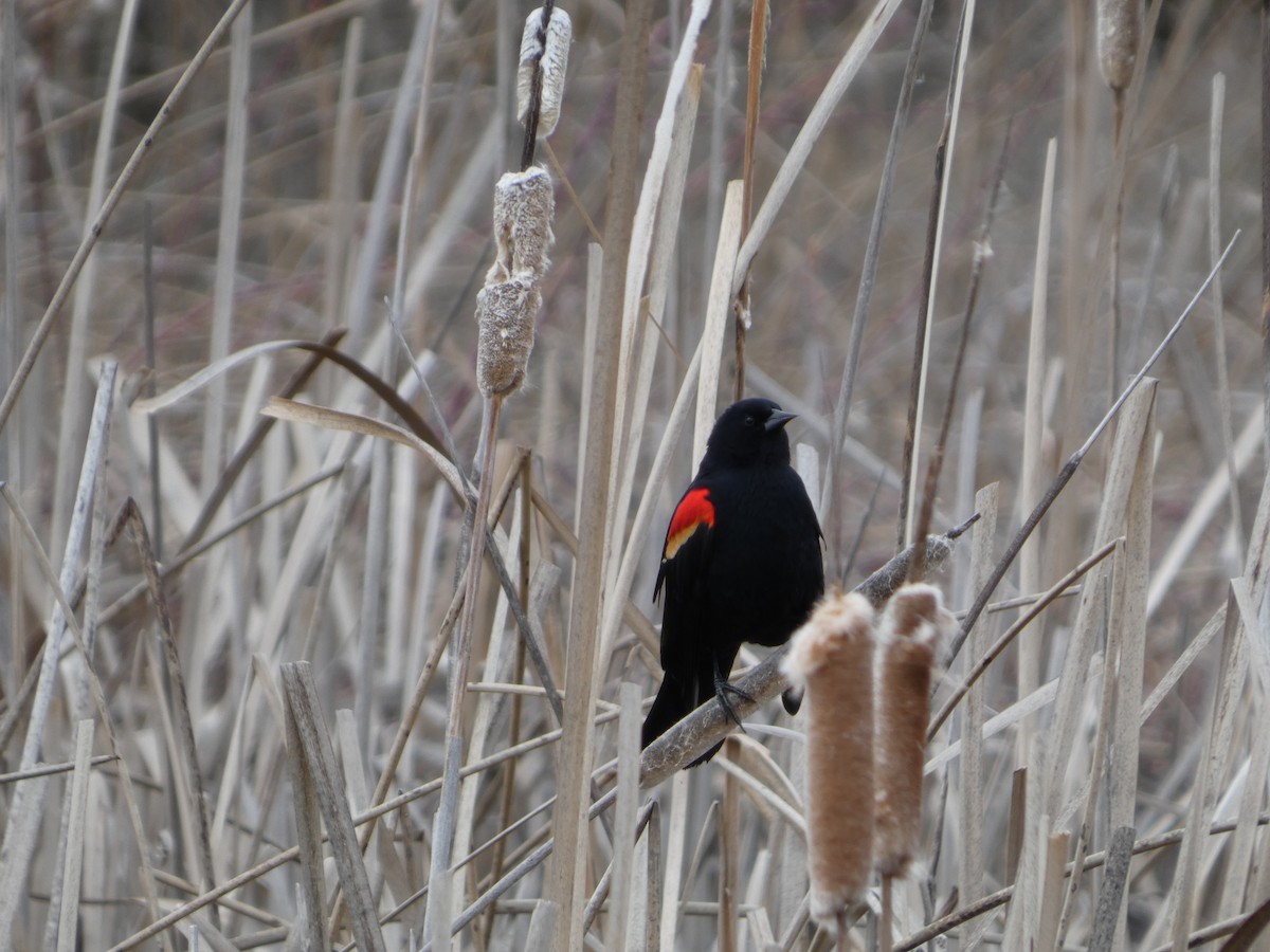 Red-winged Blackbird - ML652887112