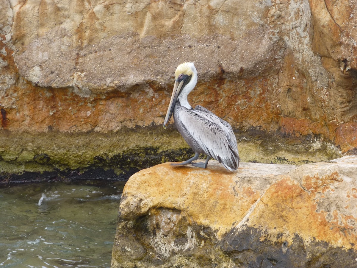 Brown Pelican - ML652887128