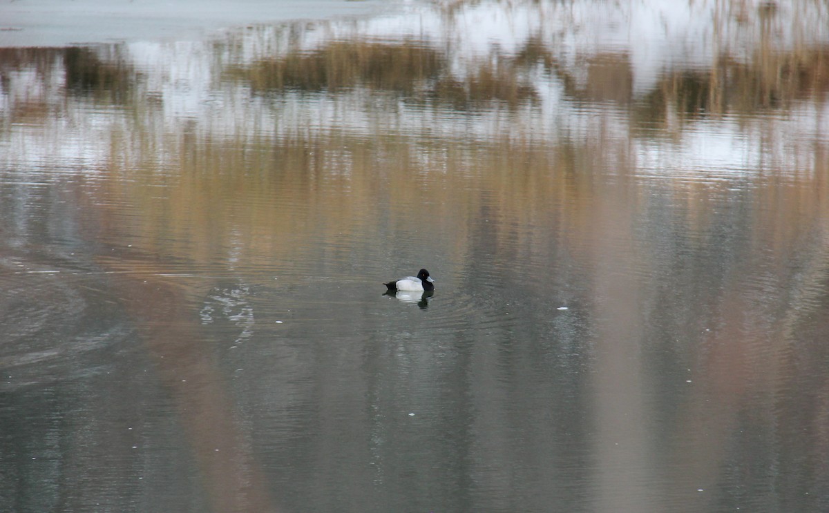 Lesser Scaup - ML652887140