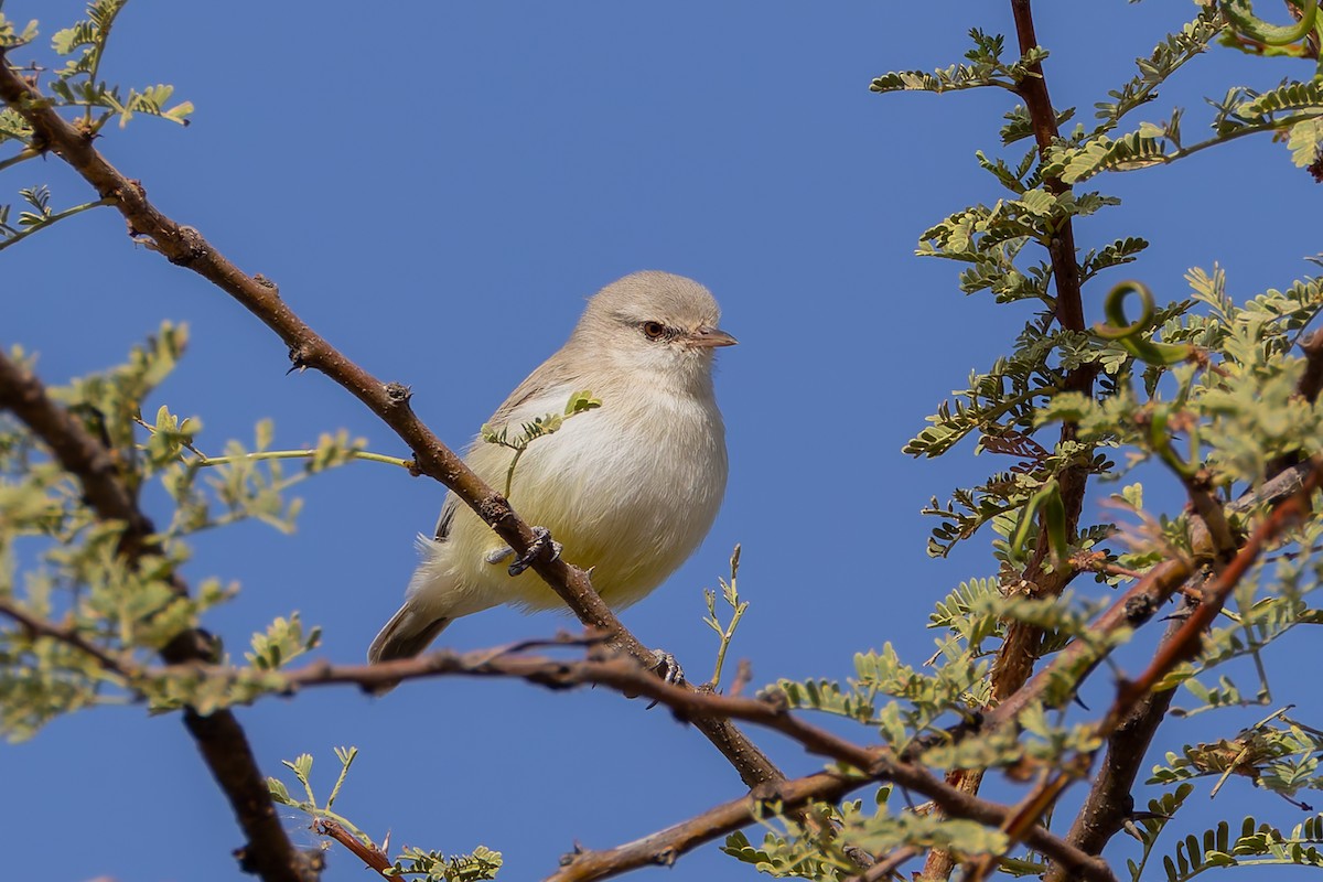 Yellow-bellied Eremomela (Yellow-bellied) - ML652887143