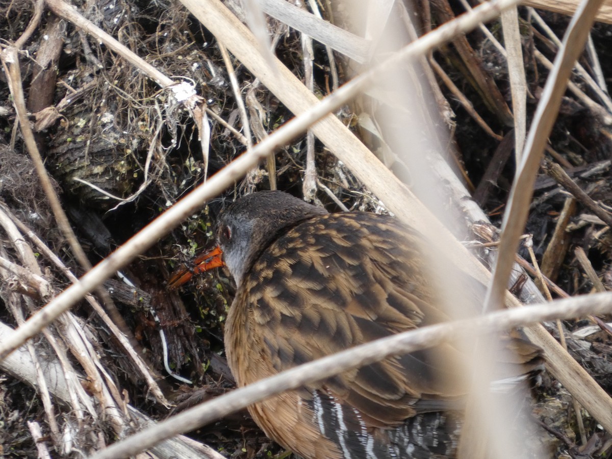 Virginia Rail - ML652887149