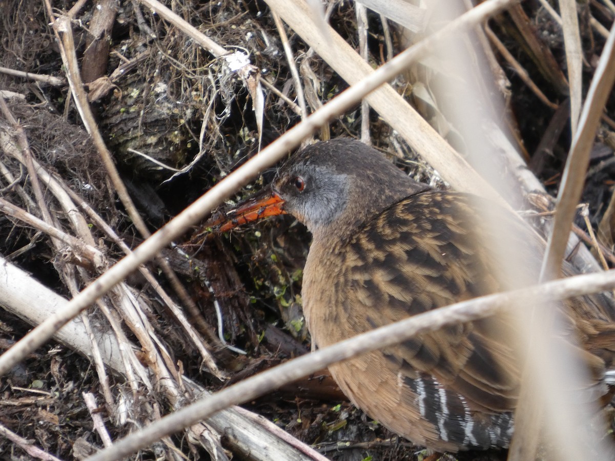 Virginia Rail - ML652887179