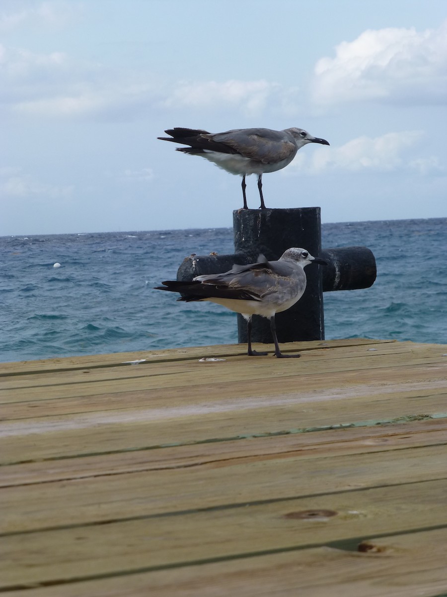 Laughing Gull - ML652887181