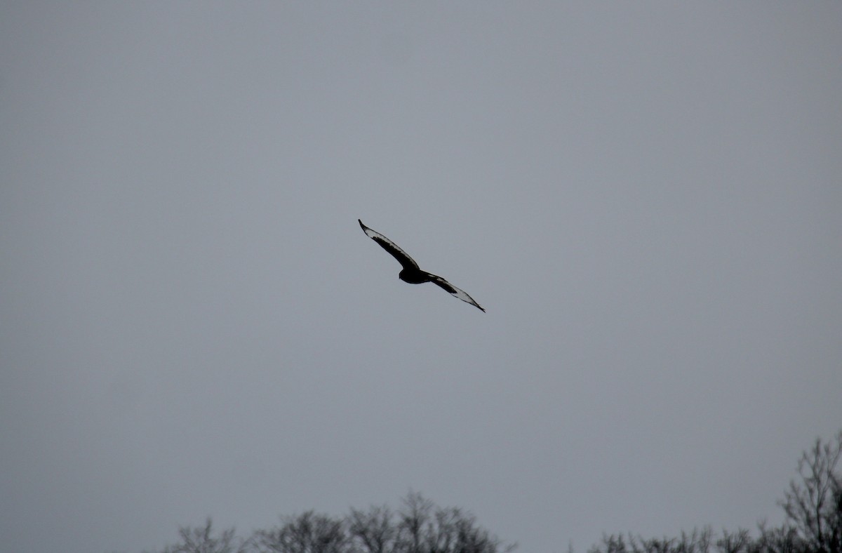 Rough-legged Hawk - ML652887190