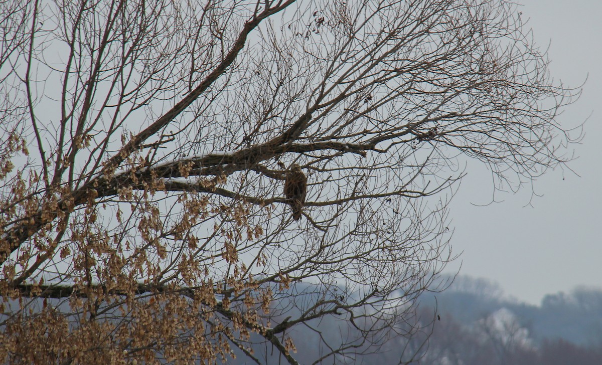 Rough-legged Hawk - ML652887191