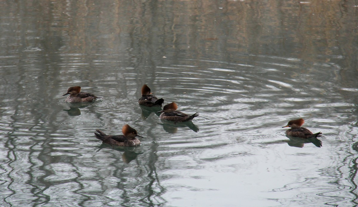 Hooded Merganser - ML652887197