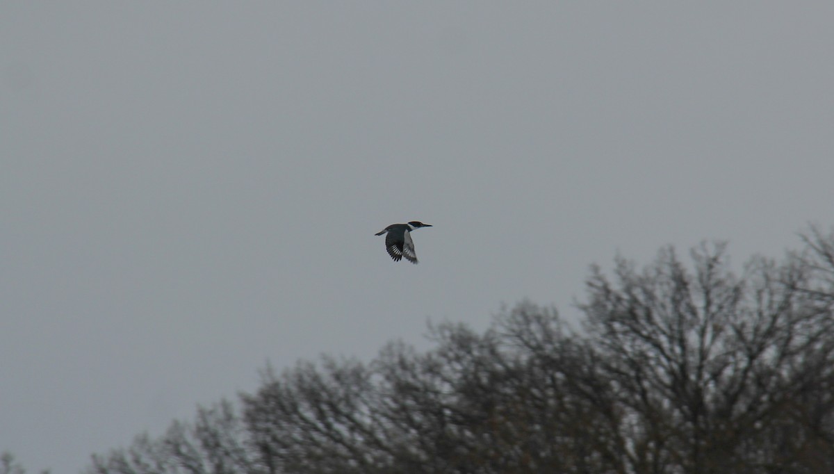 Belted Kingfisher - ML652887207