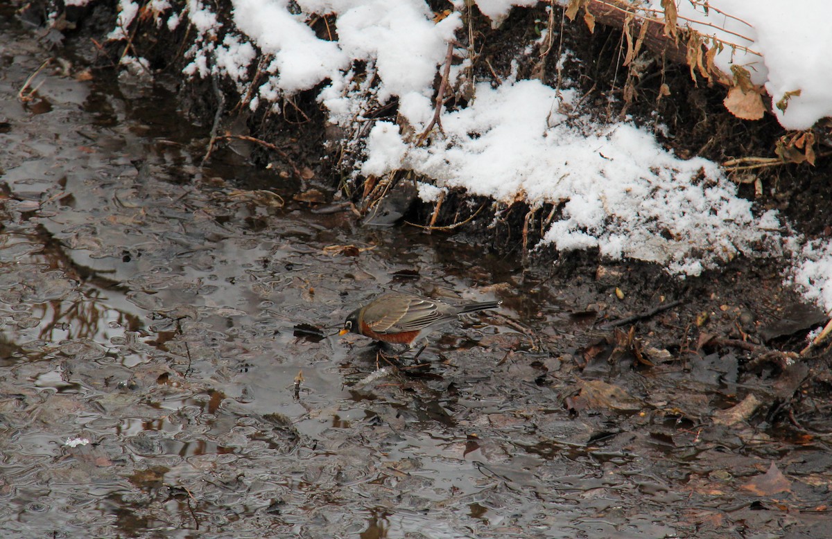 American Robin - ML652887215