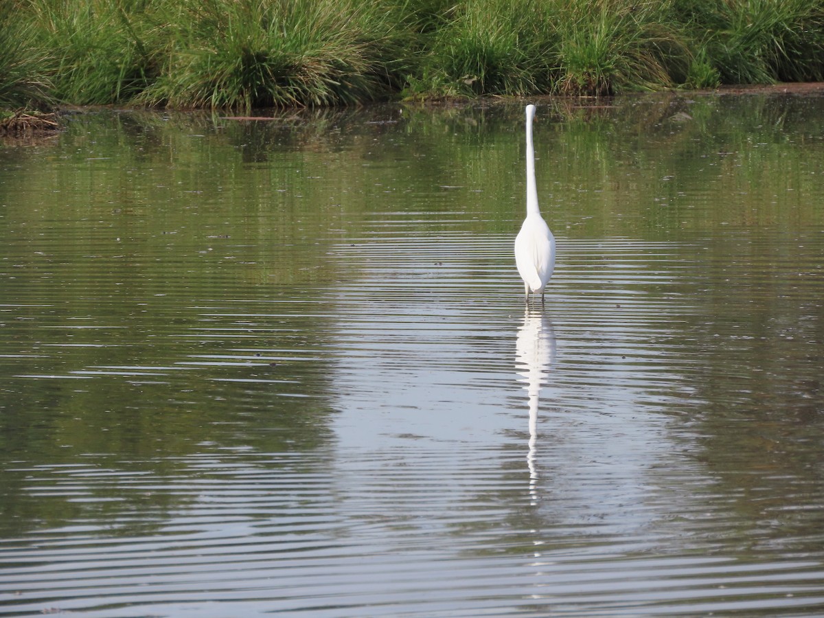 Garceta Grande - ML652887331