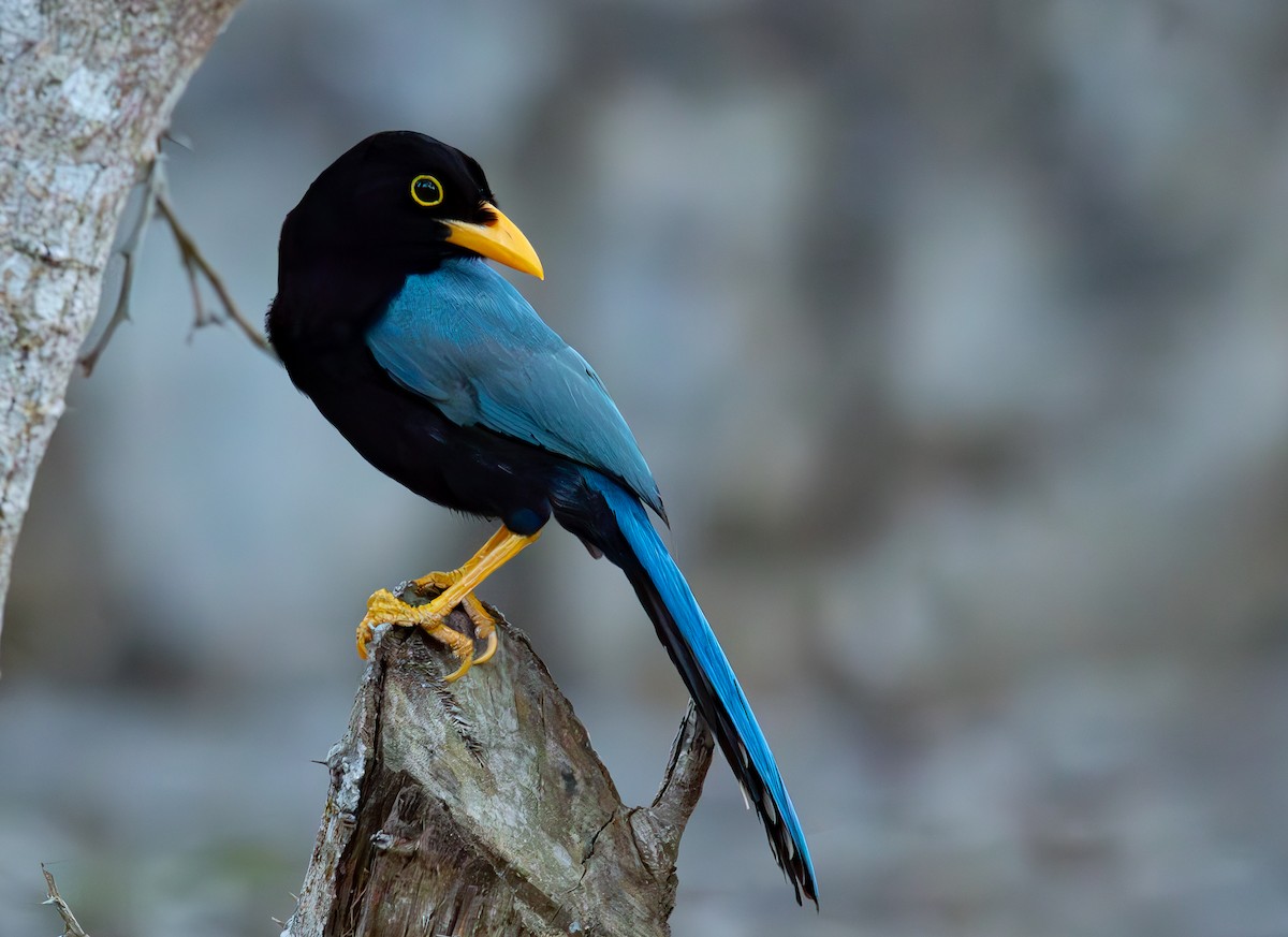 Chara Yucateca - ML652887343