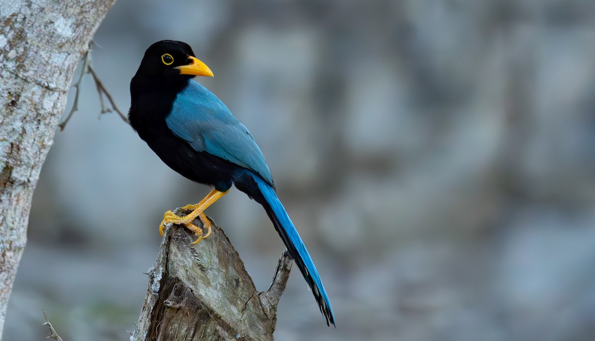 Chara Yucateca - ML652887344