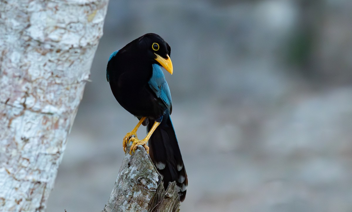 Chara Yucateca - ML652887345