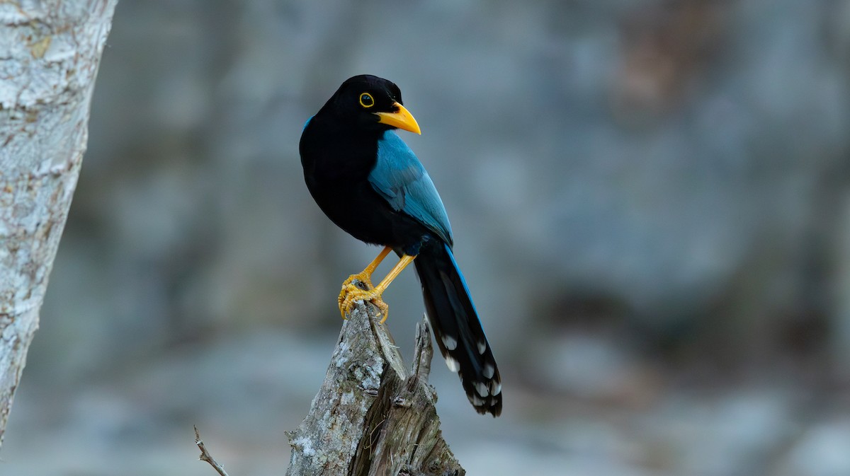 Chara Yucateca - ML652887346