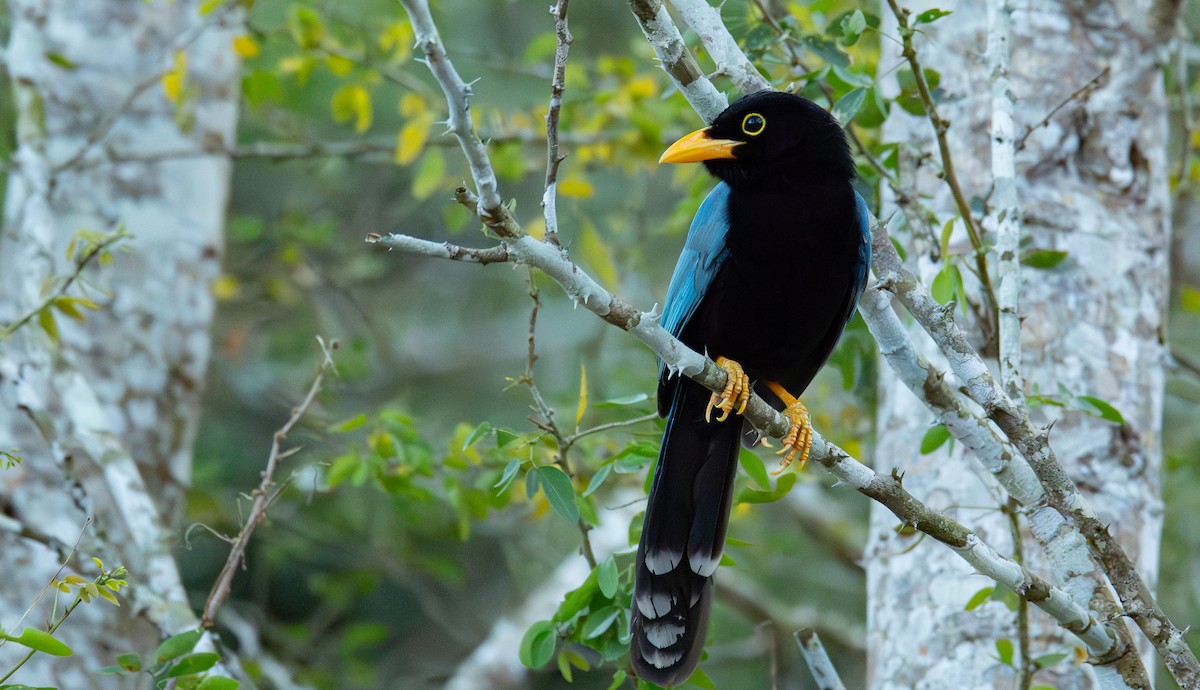 Chara Yucateca - ML652887347