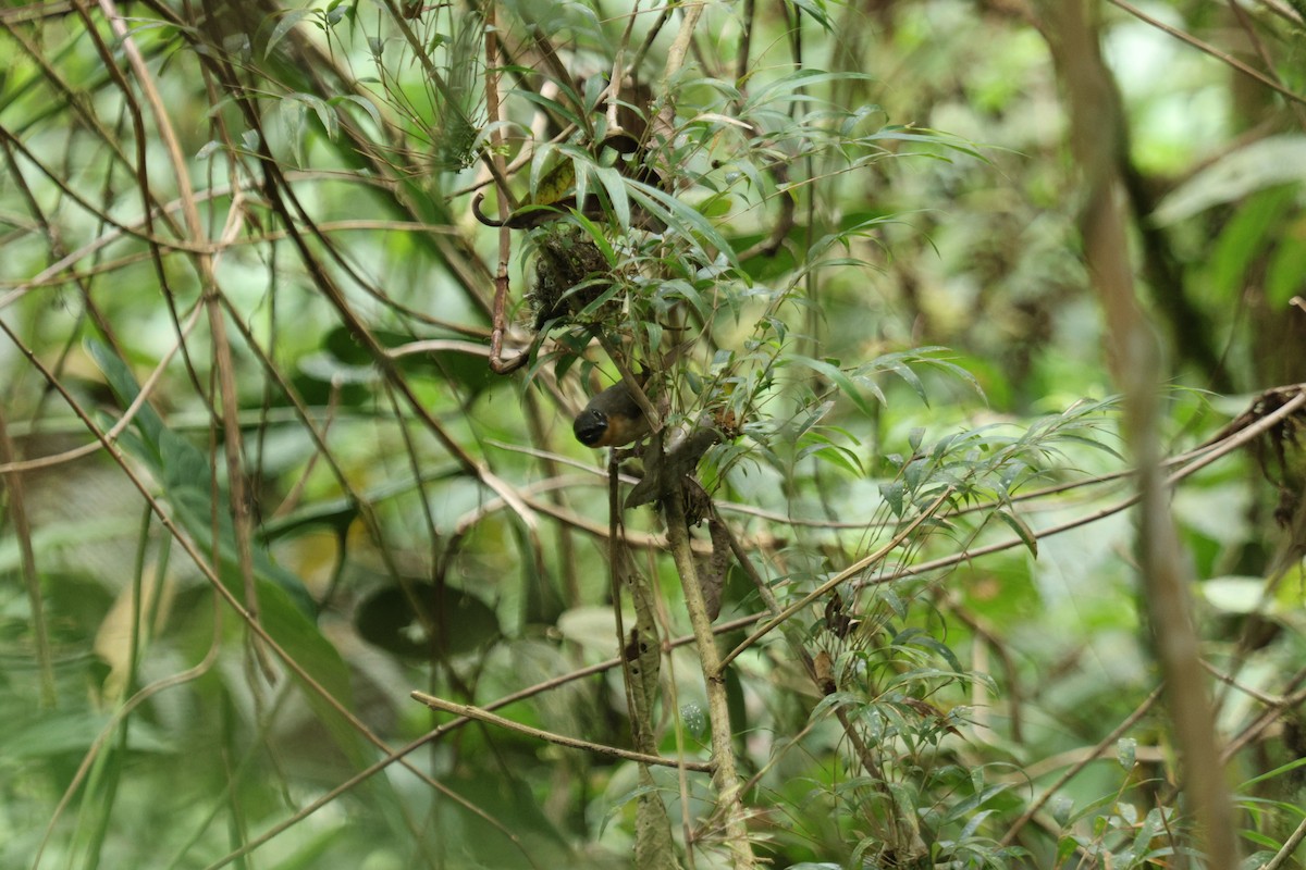 Hemispingo Orejinegro - ML652887348