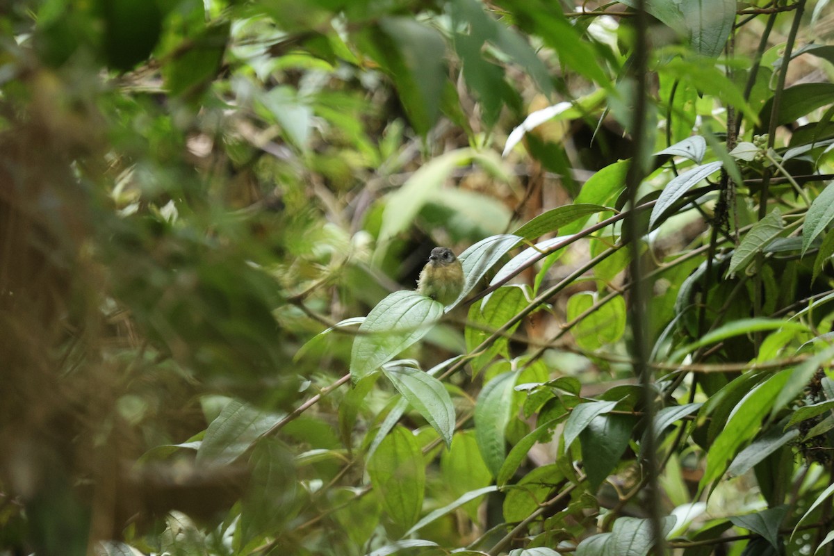 Hemispingo Orejinegro - ML652887349