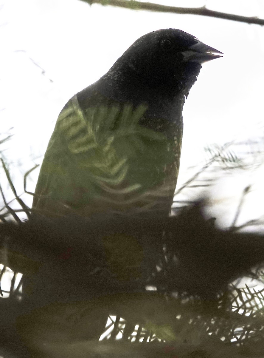 Sargento Alirrojo - ML652887350