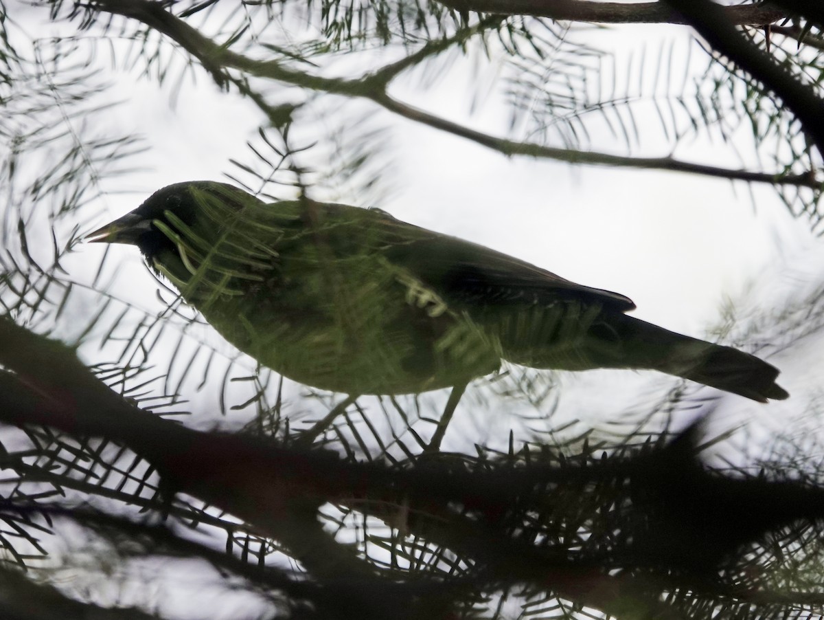 Sargento Alirrojo - ML652887351