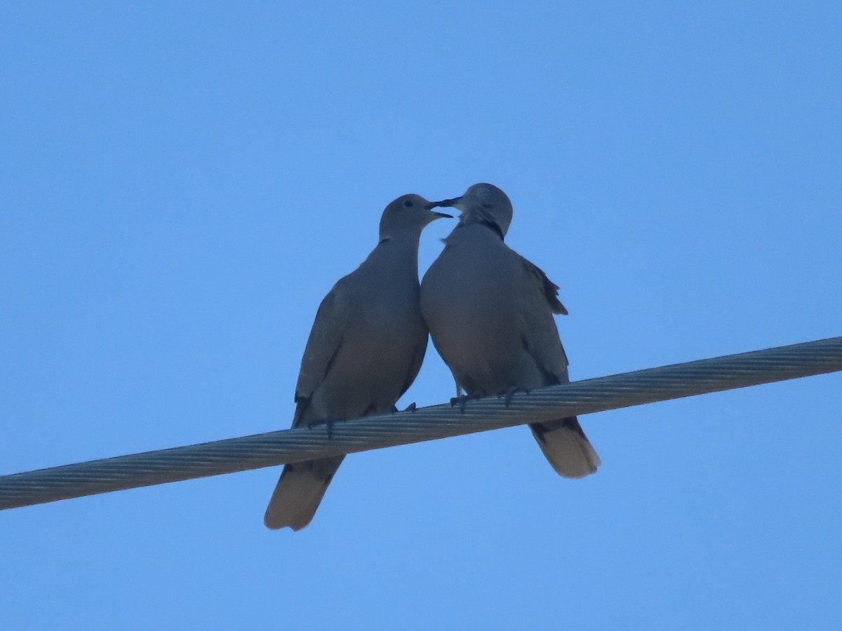 Tórtola Turca - ML652887352