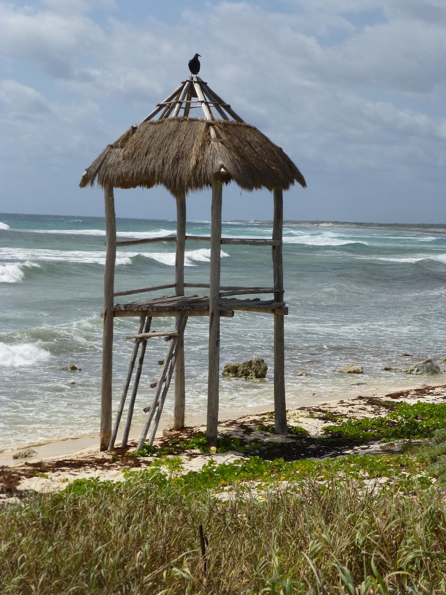 Zopilote Negro - ML652887353