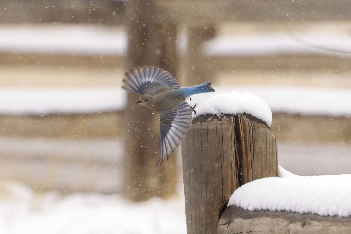 Azulejo Claro - ML652887354