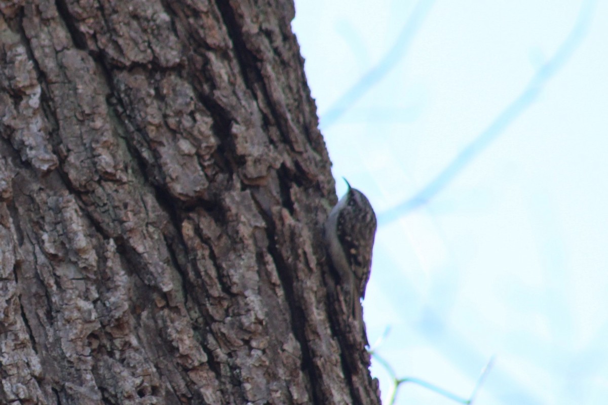 Agateador Americano - ML652887355